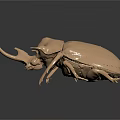 Golden Rhinoceros Beetle With Large Horn And Streamlined Body On Dark Reflective Background