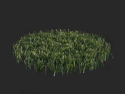 Lush Green Natural Grass Forming Round Patch In Dark Background 3d model