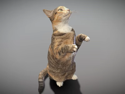 Modern cat cat cat standing cat civet cat 3d model