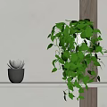 Succulent Plant in Gray Pot on White Shelf with Hanging Green Plant and Wooden Accent