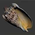 Organ And Hair Like Textures In Purple White Shell With Orange Interior