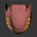 Realistic Human Dental Model Showing Upper Lower Jaw And White Teeth 3d model
