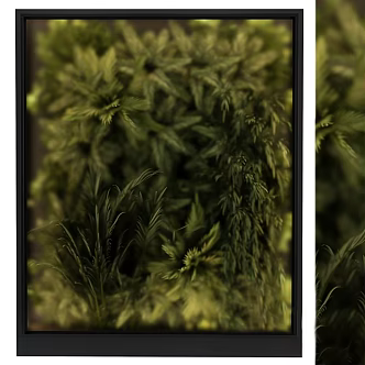 plant shrub ball green plant wall green plant moss plant wall 3d model