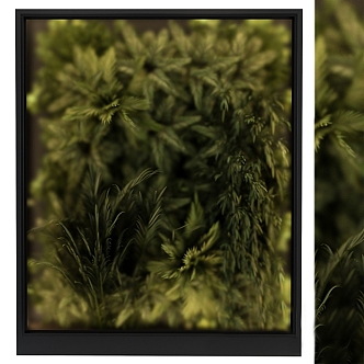 plant shrub ball green plant wall green plant moss plant wall 3d model