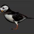 Black and White Puffin with Orange Beak and Webbed Feet Spreading Wings in Flight