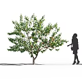 Lush Leafy Arbor With Green Foliage And Woman Silhouette Standing Beside