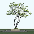 Tall Arbor Three Dark Trunks Green Leaves Light Blue Sky Water Surface