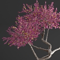 Bonsai Plant 02 3d model