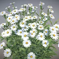 White Daisies with Yellow Centers Green Stems and Leaves in Natural Bunch