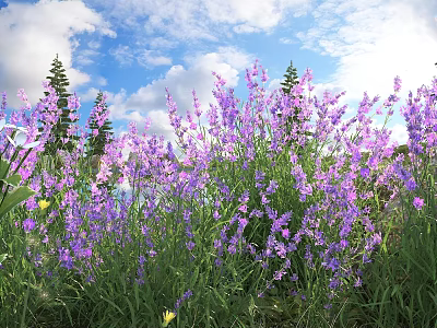 Purple Flowers In Grassland With Blue Sky White Clouds And Pine Trees 3d model