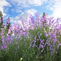 Purple Flowers In Grassland With Blue Sky White Clouds And Pine Trees