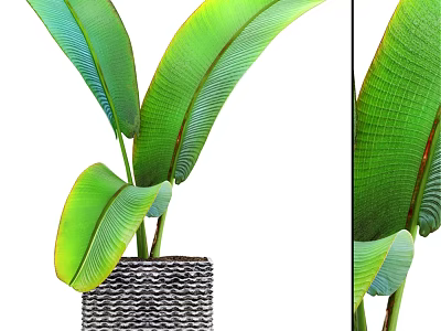 Ornamental Decor Set with Large Green Leaves in Woven Pot for Modern Home Decor 3d model