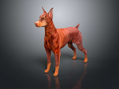 Alert Doberman Standing With Reddish Brown Coat On Dark Gray Reflective Floor 3d model