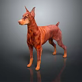 Alert Doberman Standing With Reddish Brown Coat On Dark Gray Reflective Floor