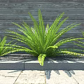 Lush Green Bush With Feathery Fronds Growing By Wooden Wall And Stone Border