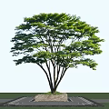 Lush Green Arbor With Multiple Trunks And Stone Base In Outdoor Setting
