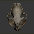 Medical Device Anatomical Skull Model With Detailed Bone Structure for Educational Training And Research