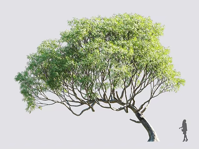 Tall Arbor With Lush Green Foliage And Curved Trunk Near Person Silhouette 3d model