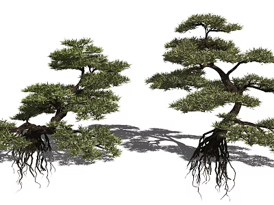 Stylish Bonsai Trees With Exposed Roots And Lush Green Foliage 3d model