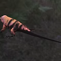 Colorful Striped Reptile In Natural Grassland