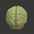 Realistic Human Brain 3D Model With Detailed Anatomical Surface Features