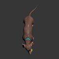 Dachshund With Blue Collar Holding Tennis Ball Standing On Black Reflective Surface Against Dark Background