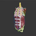 Human Torso Anatomical Model With Skeleton Structure And Muscle Details 3d model