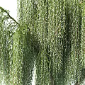 Elegant Weeping Willow Tree With Long Green Pendant Branches And Natural Charm