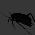 Detailed Realistic Cockroach With Dark Body Long Antennae And Legs