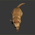 Yellow Labrador Dog Sitting With Tongue Out Wearing Red Collar On Dark Reflective Surface