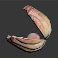 Close Up View Of Open Scallop Shell With Pink Stripes And Shiny Pearl Inside