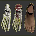 Ankle Anatomical Model Showing Skeleton Muscles Ligaments And Skin Structure Details