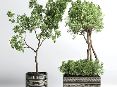 Bonsai Potted Plants In Geometric Patterned Pots With Lush Green Foliage And Varied Heights 3d model