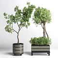 Bonsai Potted Plants In Geometric Patterned Pots With Lush Green Foliage And Varied Heights