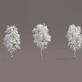 Snow Covered Trees With Slender Trunks And Snow Laden Branches Against Gray Background 3d model