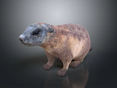 Detailed Brown and Gray Marmot in Standing Pose Against Dark Background 3d model