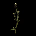 Green Stem Plant With Multiple Small Yellow Flowers On Black Background
