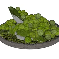 Lush Bonsai Garden with Green Plants Moss and Rock in Round Tray