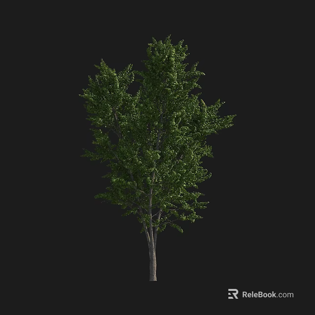 Evergreen Tree with Lush Green Leaves and Straight Trunk Isolated on Black Background 3d model 