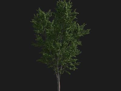 Evergreen Tree with Lush Green Leaves and Straight Trunk Isolated on Black Background 3d model