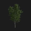 Evergreen Tree with Lush Green Leaves and Straight Trunk Isolated on Black Background