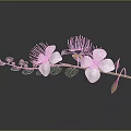 White Flowers With Pink Stamens And Green Leaves On Branch Against Dark Background With Reflection