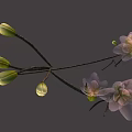 Delicate Pink Blossoms With Green Buds On Branch Against Gray Background