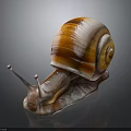 Glossy brown snail with orange striped shell and smooth body on dark reflective background