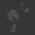 Beautiful White And Red Orchid Flowers With Green Leaves And Roots