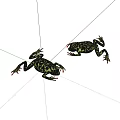Two Reptiles Showcasing Black And Yellow Patterns With Red Toes On White Background
