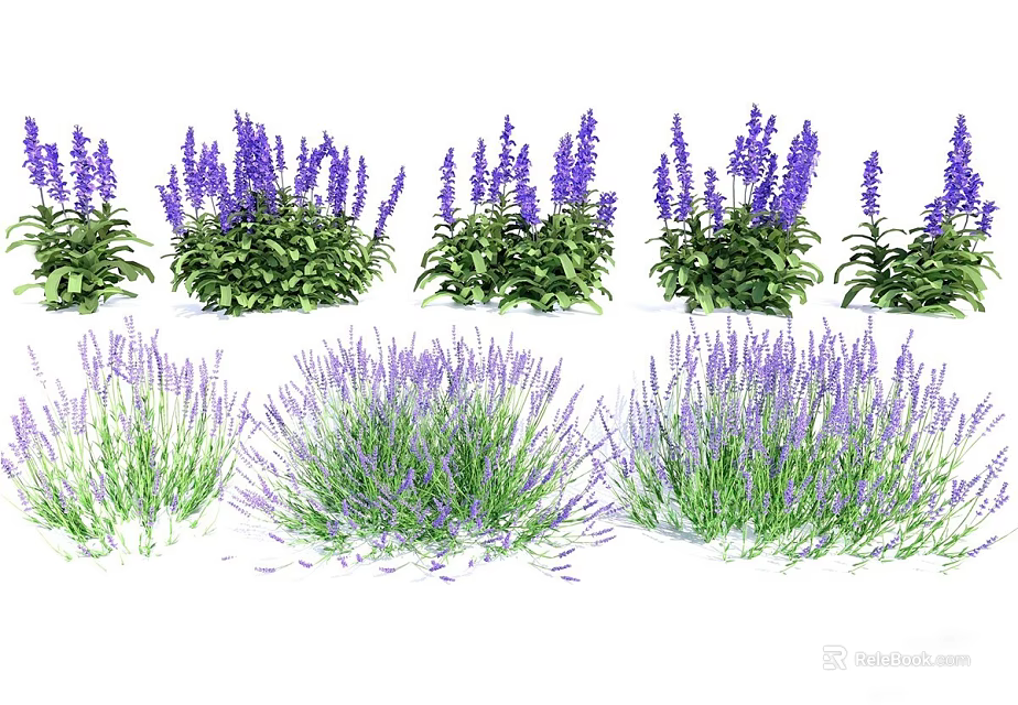 Beautiful Lavender Plants With Purple Flowers And Green Leaves In Various Arrangements 3d model 