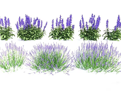 Beautiful Lavender Plants With Purple Flowers And Green Leaves In Various Arrangements 3d model