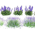 Beautiful Lavender Plants With Purple Flowers And Green Leaves In Various Arrangements