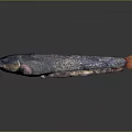 Sleek Elongated Aquatic Catfish With Smooth Dark Purple Skin Whiskers And Orange Tail
